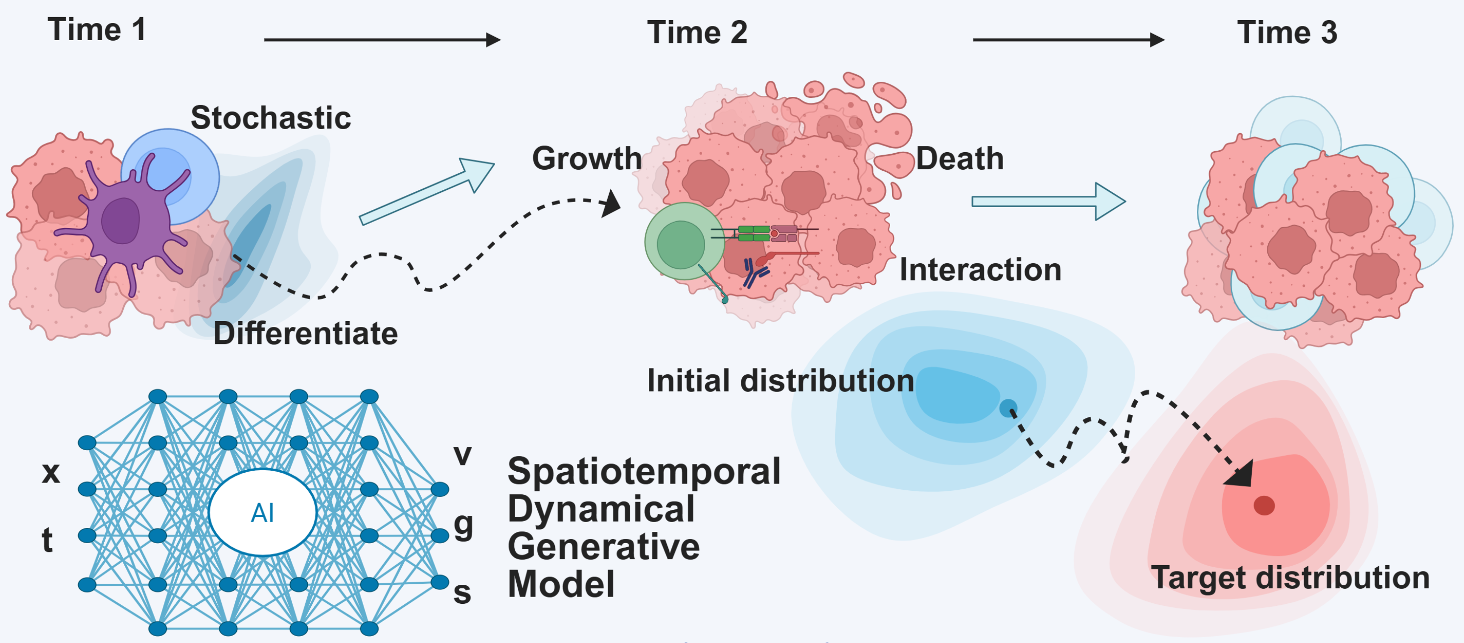 Spatiotemporal dynamical generative model: cells differentiate, grow, die, and interact across time, modeled as transport between an initial and target distribution.