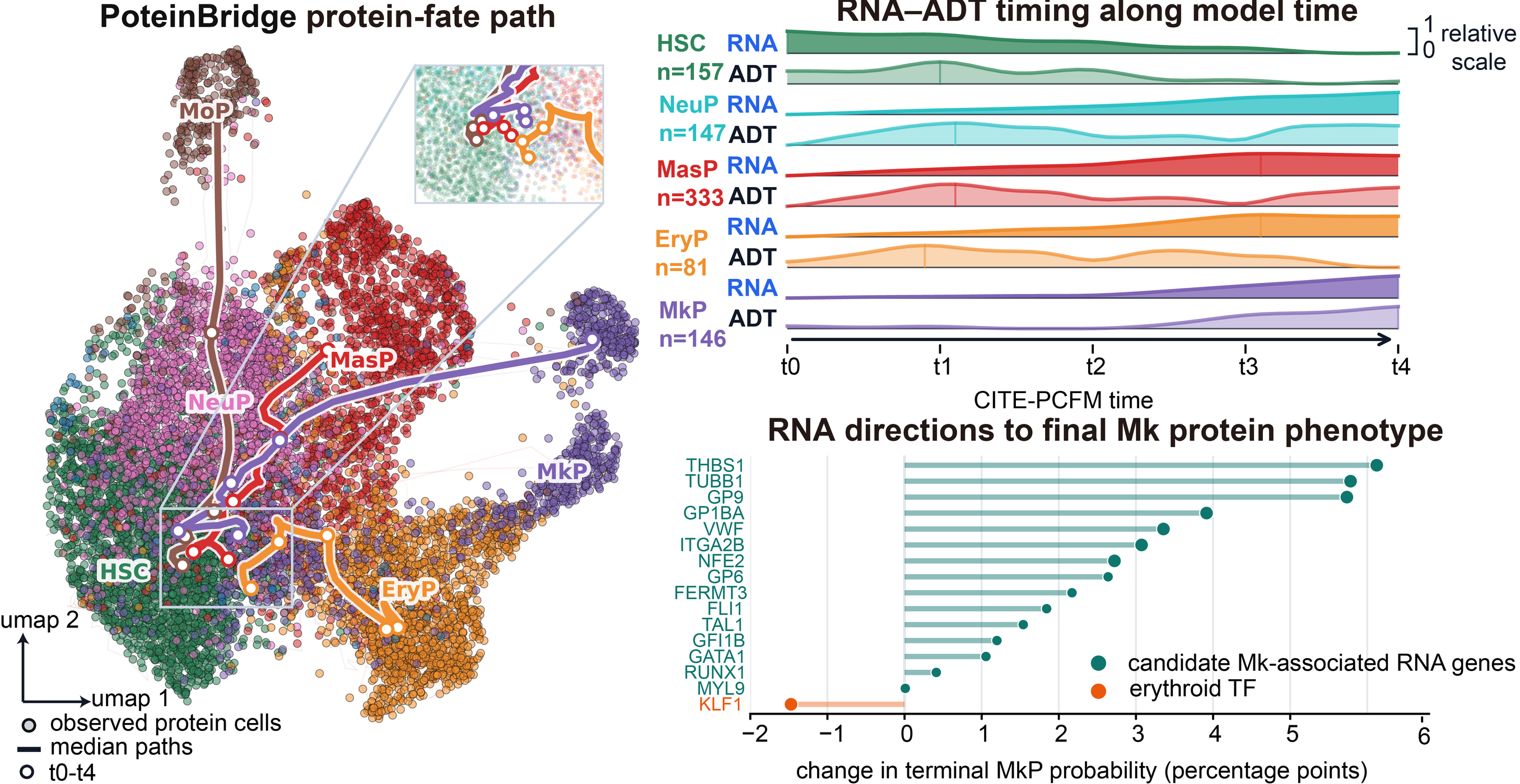 CITE-seq panel showing CellCompass-designed RNA-to-protein dynamics and downstream protein-fate programs.